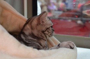 1622260_737464529650807_8495566280021049073_n