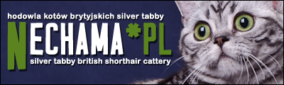 Nechama*PL hodowla kotów brytyjskich silver tabby