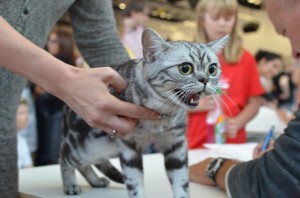 10553592_737464589650801_7430285048439167308_n